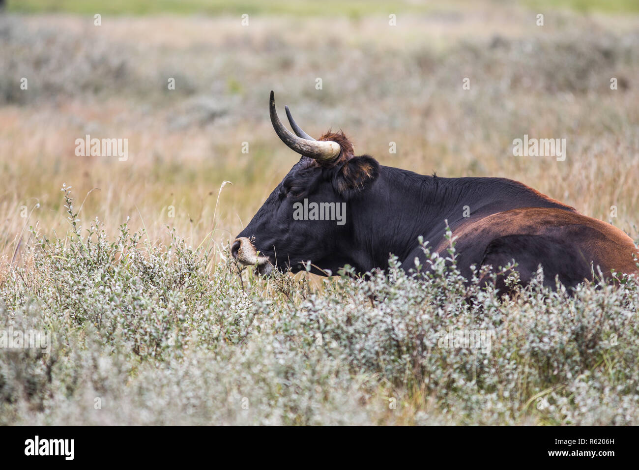 bovins de diable Banque D'Images