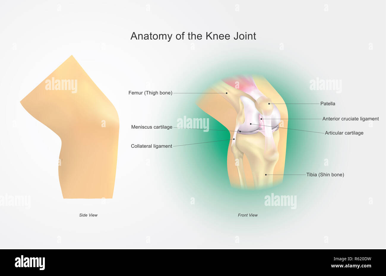 Anatomie de l'articulation du genou Banque D'Images