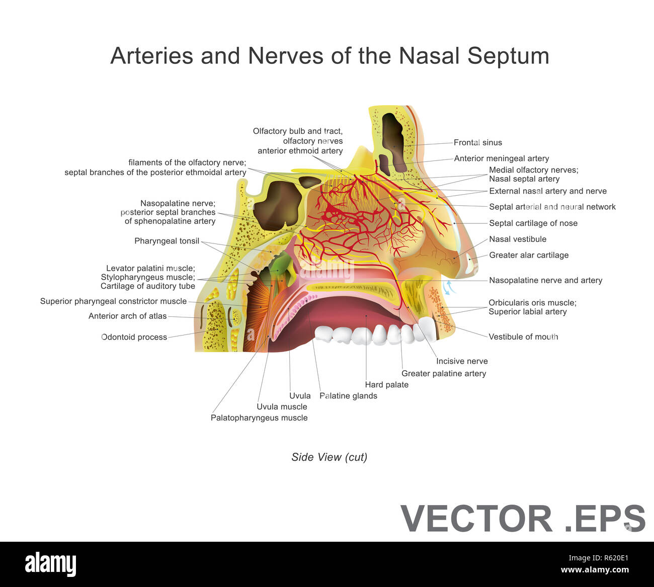 Artères et nerfs du septum nasal. Banque D'Images
