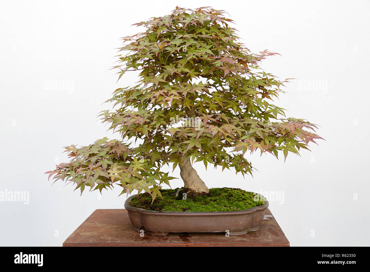 L'érable japonais (Acer palmatum) bonsai isolated on white Banque D'Images