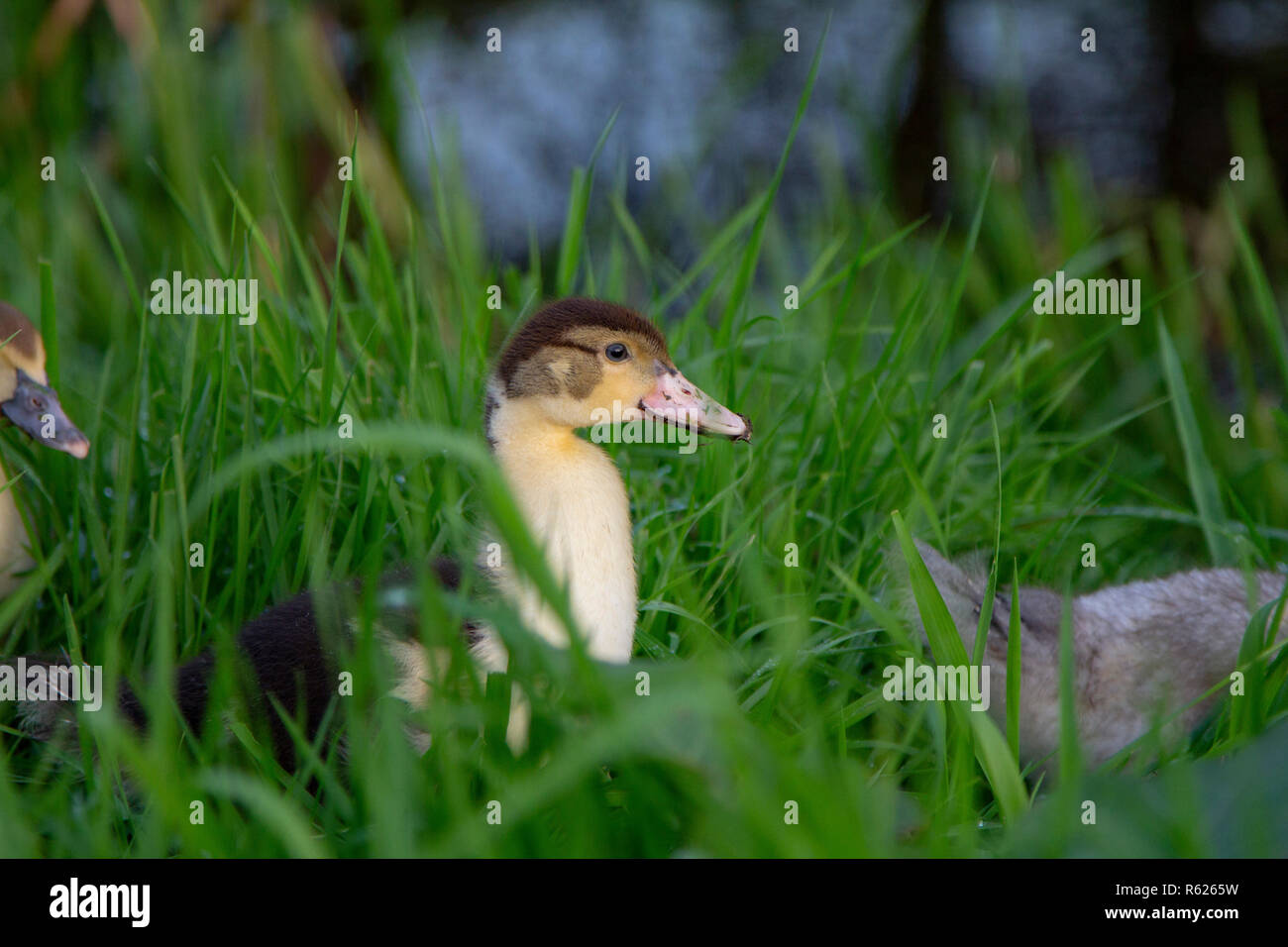 Jeune canard de Barbarie chick traverser la haute, de mauvaises herbes, de suivre et d'être suivi par ses frères et sœurs. Banque D'Images