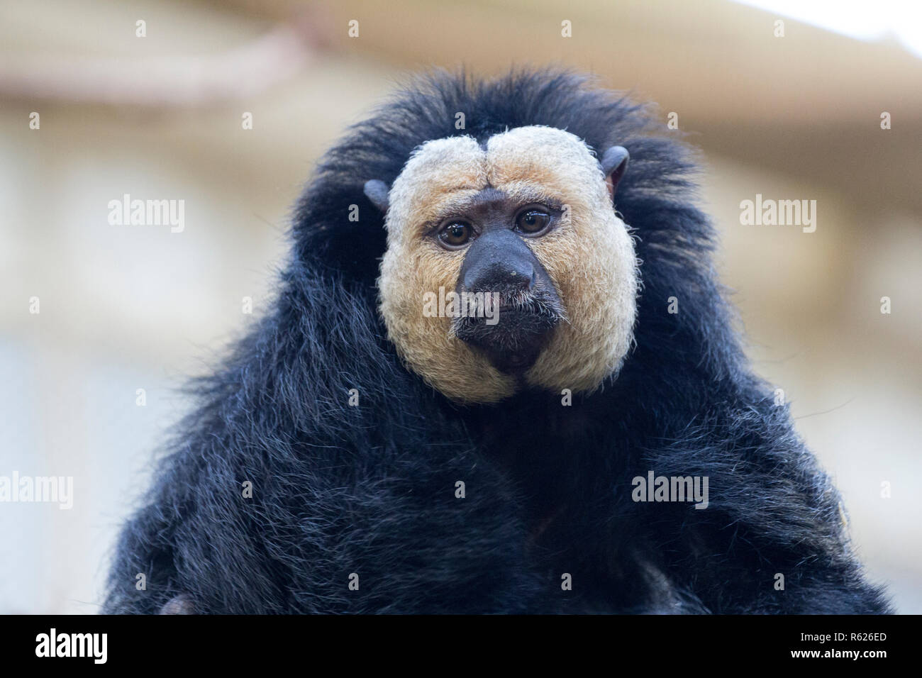 Saki à face blanche, primat de l'ordre de grands singes au nez. Banque D'Images