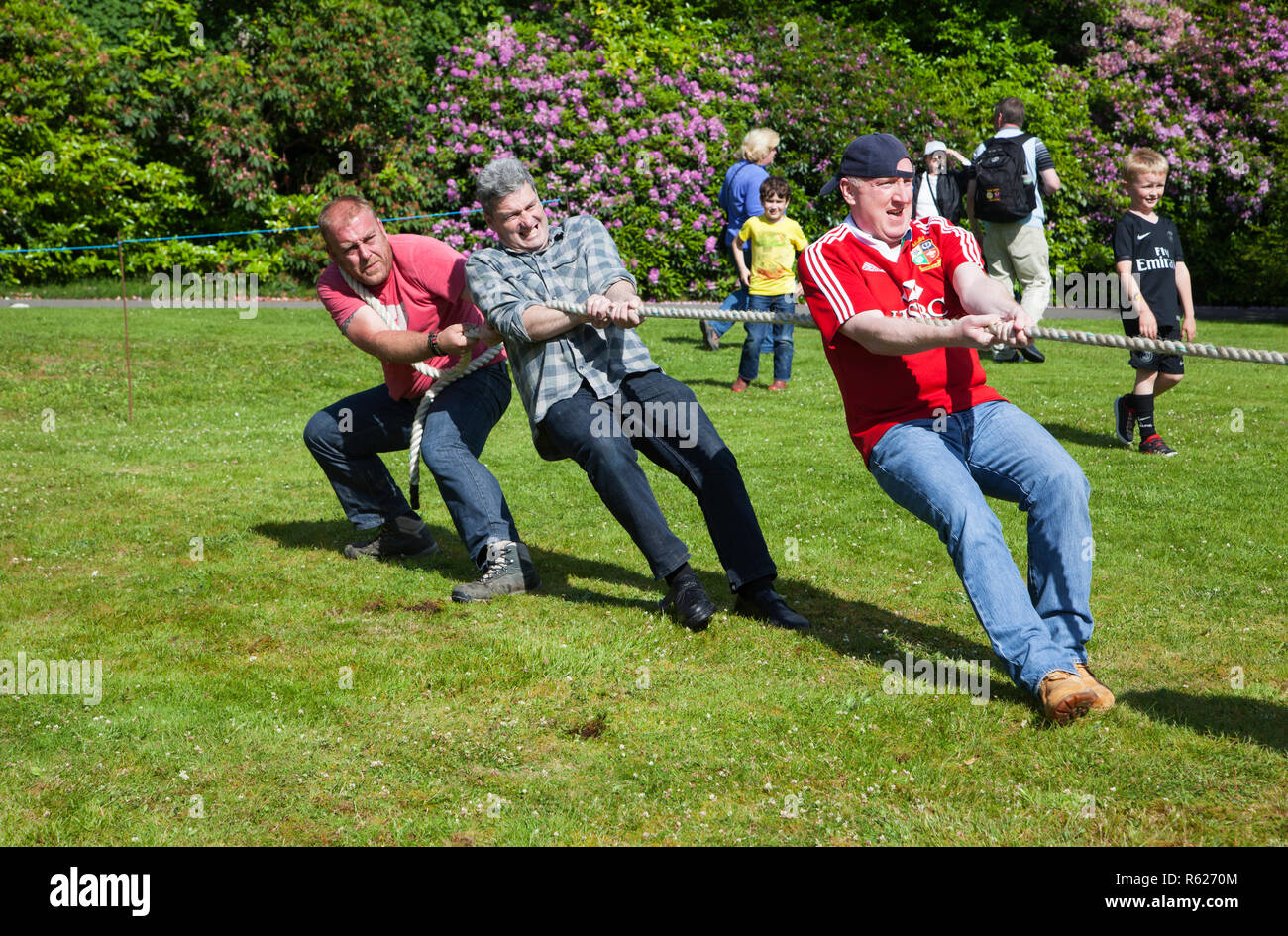 Trois hommes l'effort sur l'extrémité de la corde pour le remorqueur de la guerre à l'ULR Gala, Argyll, Scotland Banque D'Images