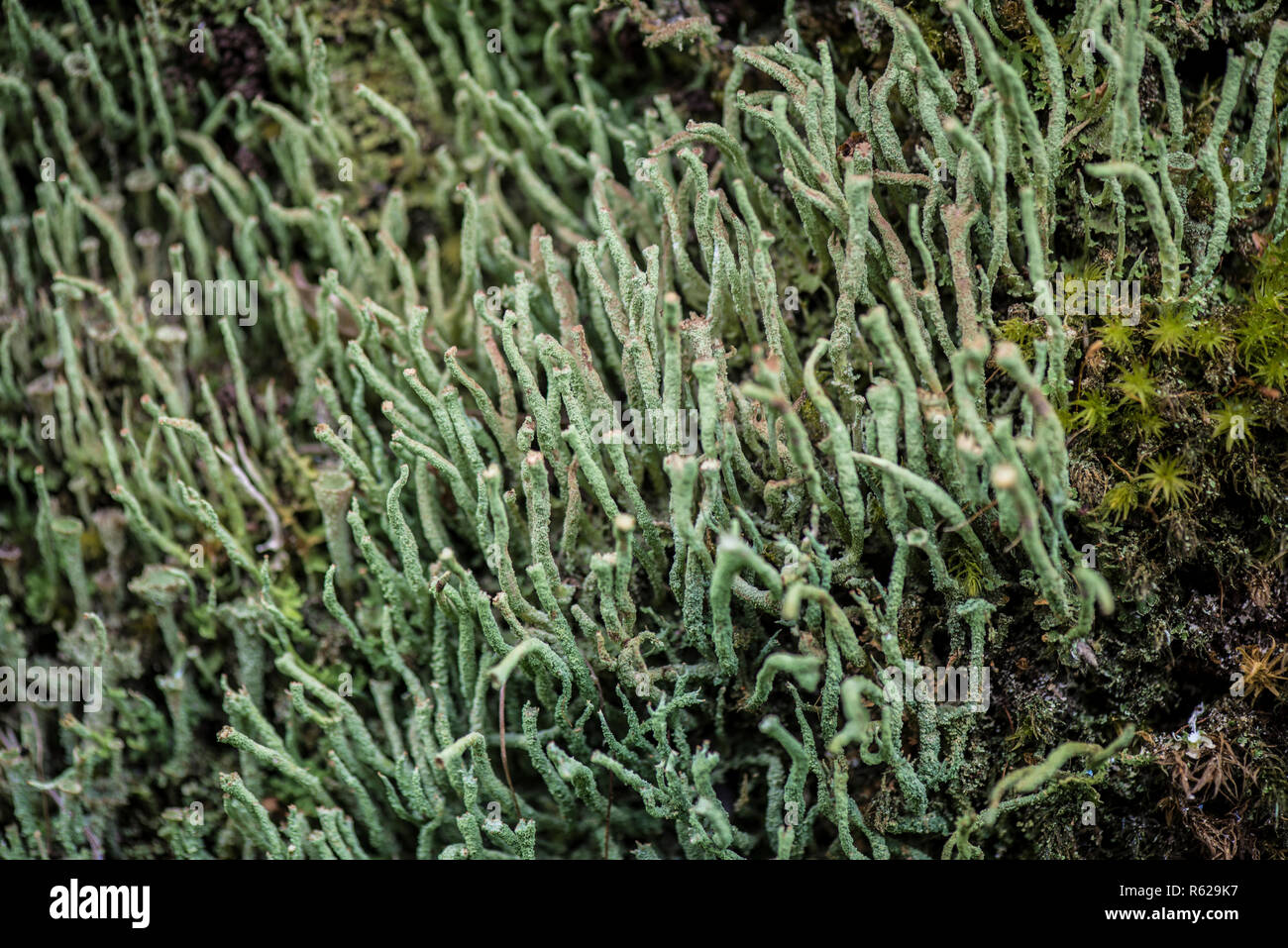 Cladonia coniocraea dans le parc national Puyehue en Patagonie chilienne Banque D'Images
