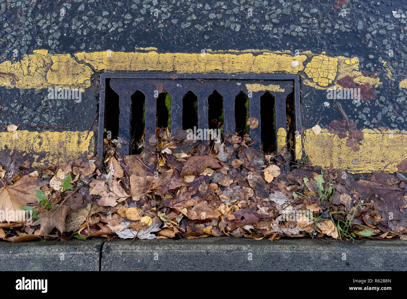 Close up of Autumn Leaves bloquait partiellement une vidange routière Banque D'Images