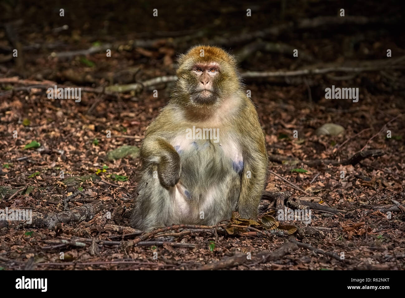 Macaque de Barbarie (Macaca sylvanus) Banque D'Images