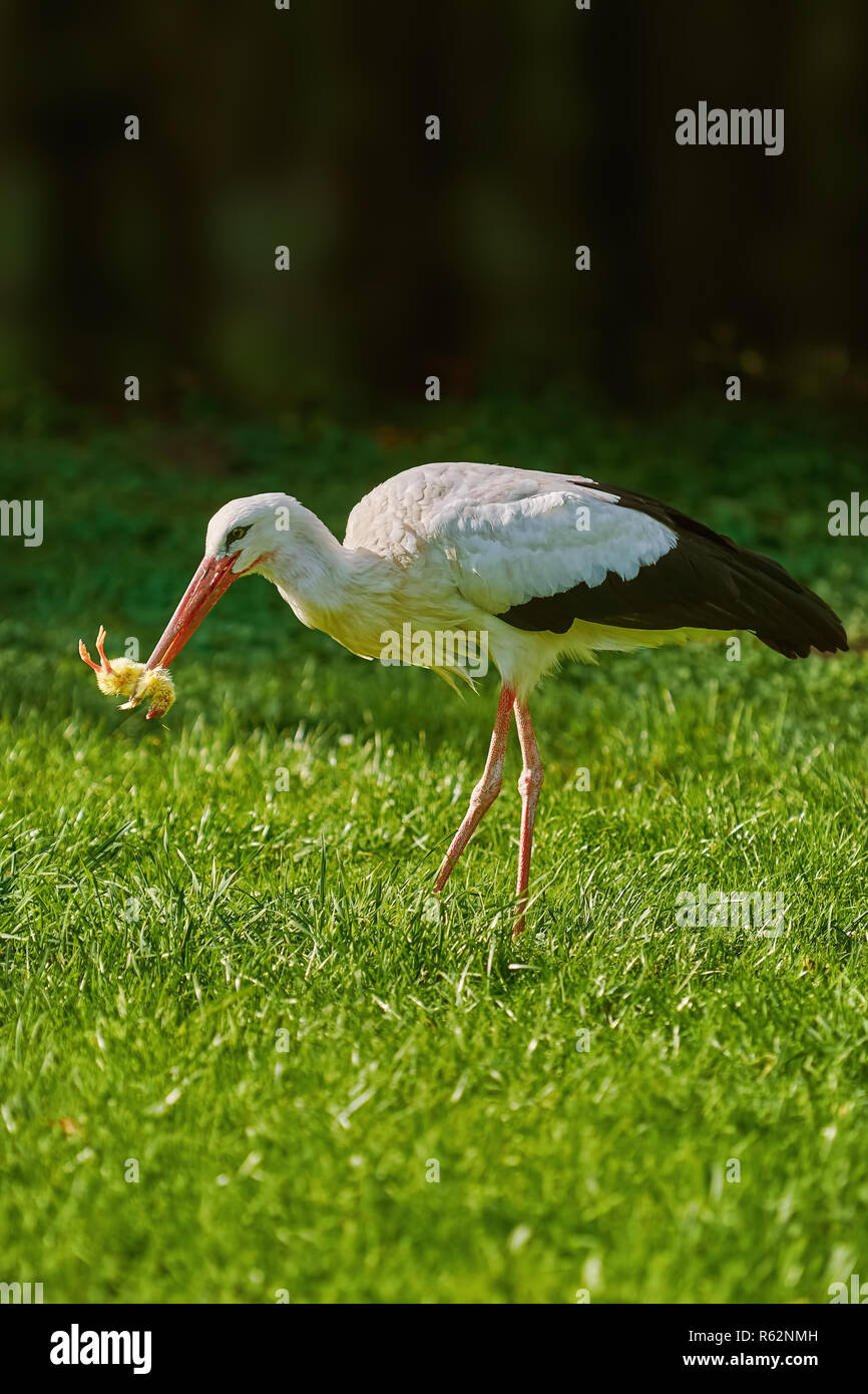 Stork mange un poussin Banque D'Images