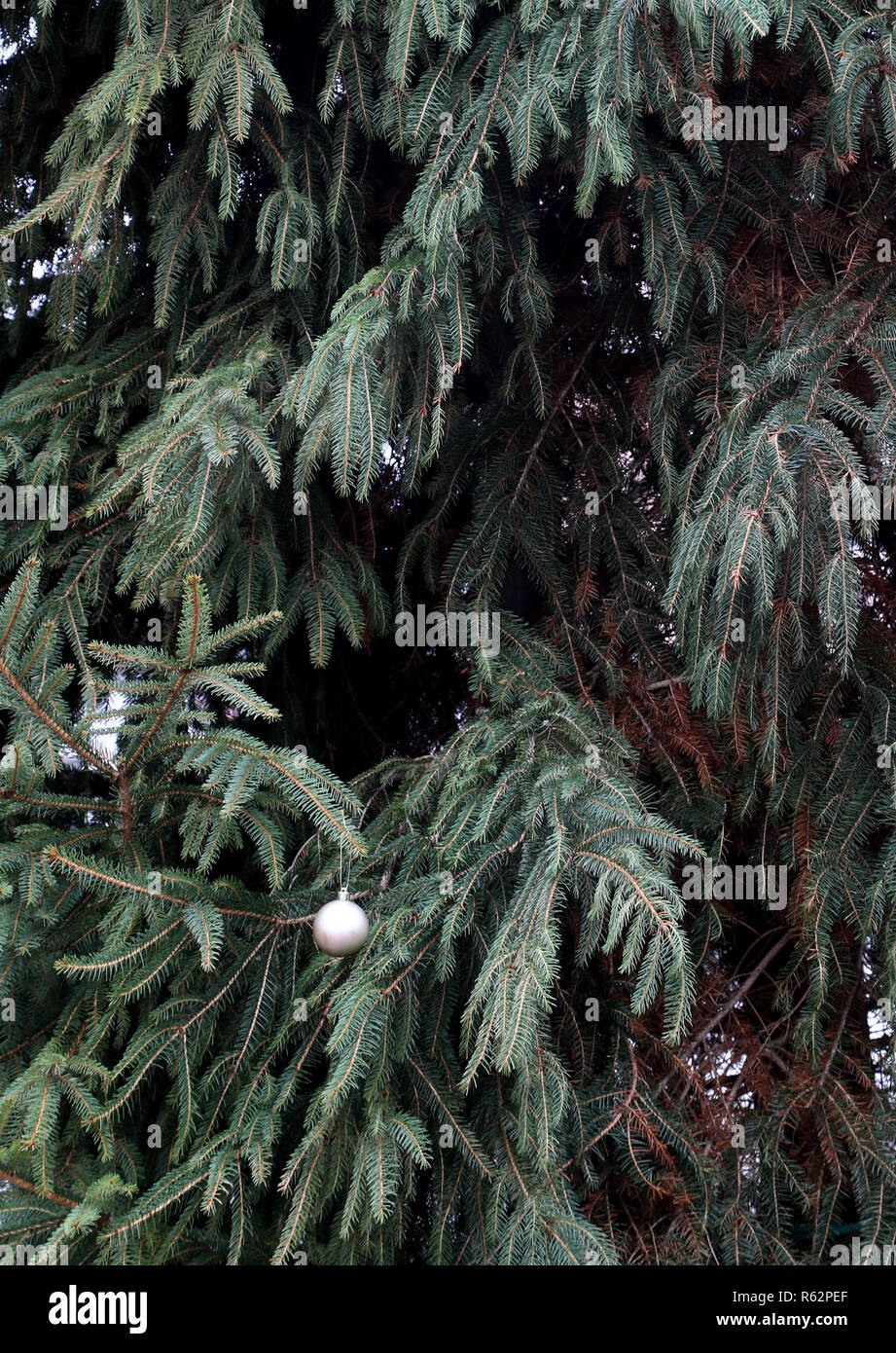 Une vue de l'arbre de Noël de Faversham, Kent, à titre de bénévoles ont décidé qu'à la lumière du sommet de l'arbre dans le but d'arrêter l'arbre soit endommagé par un comportement anti-social. Banque D'Images