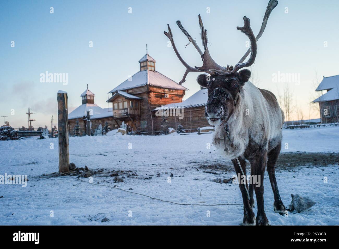 (181203) -- YAKUTSK, le 3 décembre 2018 (Xinhua) -- un renne est représenté à l'extérieur d'un reisident locaux's house à Iakoutsk de la République de Sakha, en Russie, le 29 novembre 2018. Iakoutsk a une réputation d'extrême froid avec une température moyenne annuelle de -8,8 degrés Celsius. La température est le plus faible enregistré -64.4 degrés Celsius. (Xinhua/Wu Zhuang)(lmm) Banque D'Images