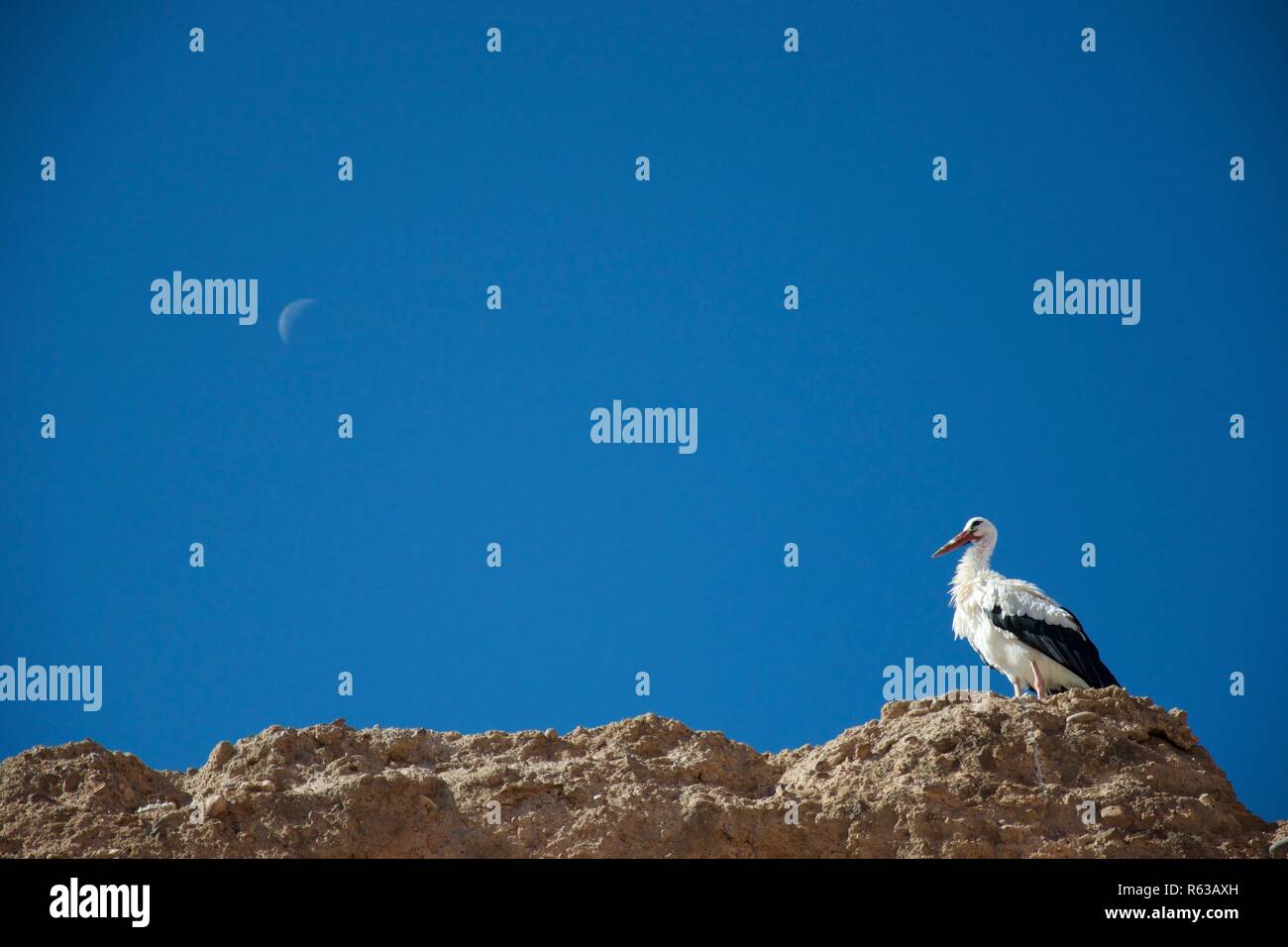 Une cigogne regarde le croissant de lune, visible dans le bleu profond du ciel de midi Banque D'Images