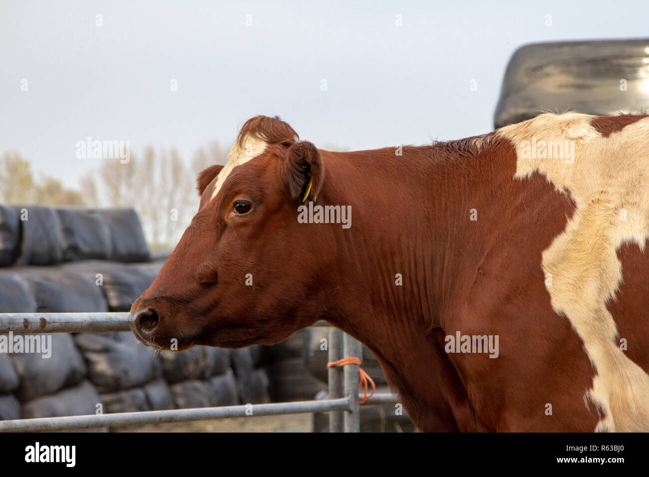 Vache rouge et blanc, race de bovins MRIj debout à côté d'une clôture, avec à l'arrière-plan balles d'ensilage, enveloppé dans du plastique noir. Banque D'Images