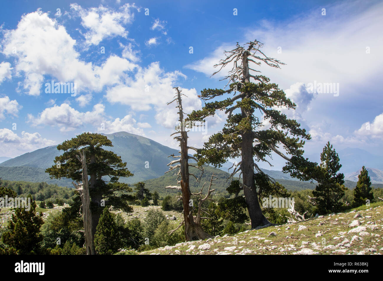 Alors appelé Jardin des Dieux dans le parc national du Pollino, où le pin de Bosnie, ou Pinus leucodermis vit, Basilicate , Italie Banque D'Images
