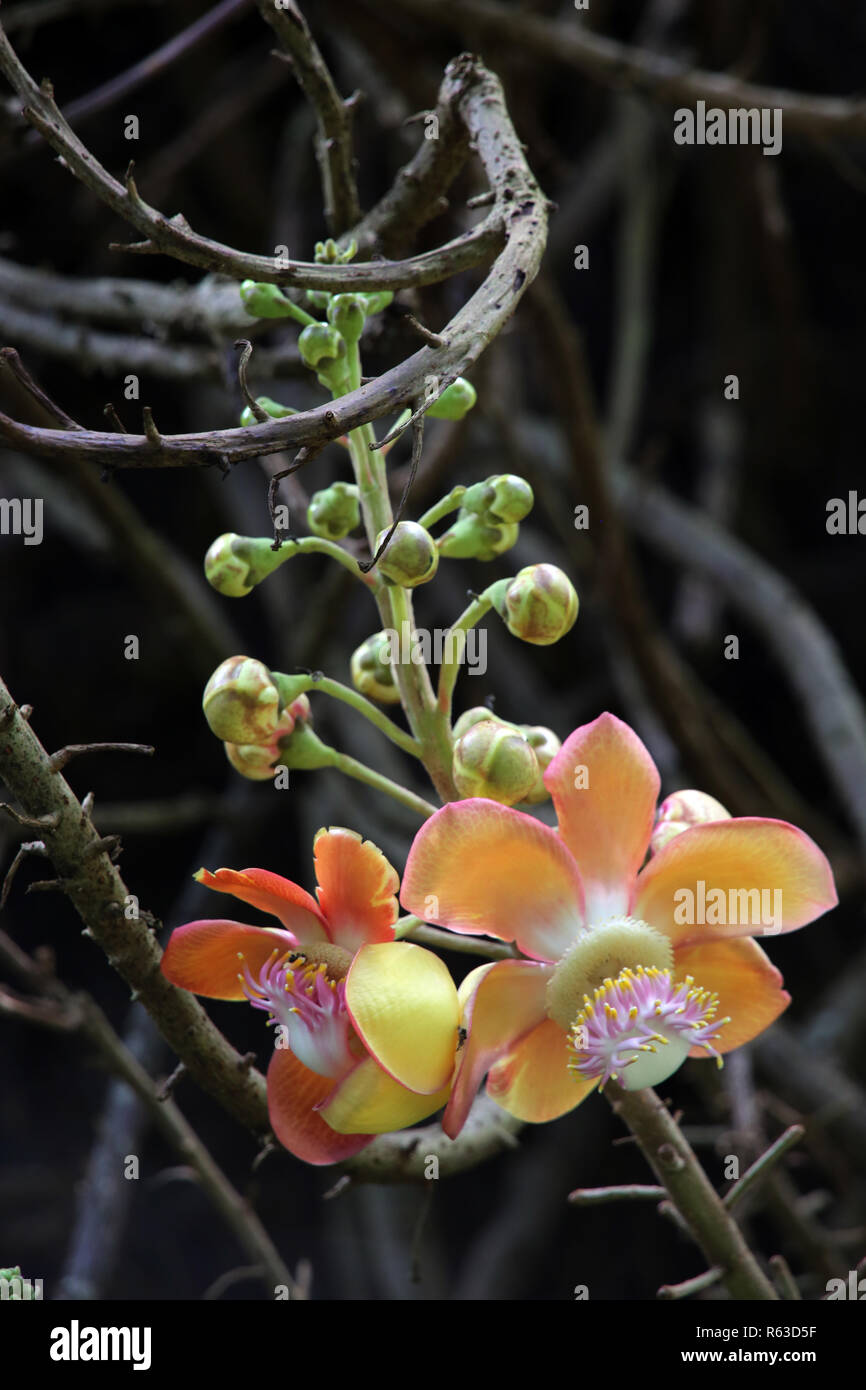 Cannonball tree (couroupita guianensis) Banque D'Images