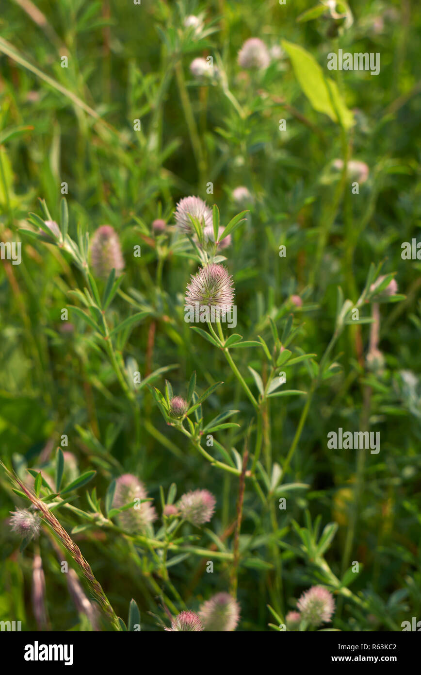 Trifolium arvense close up Banque D'Images