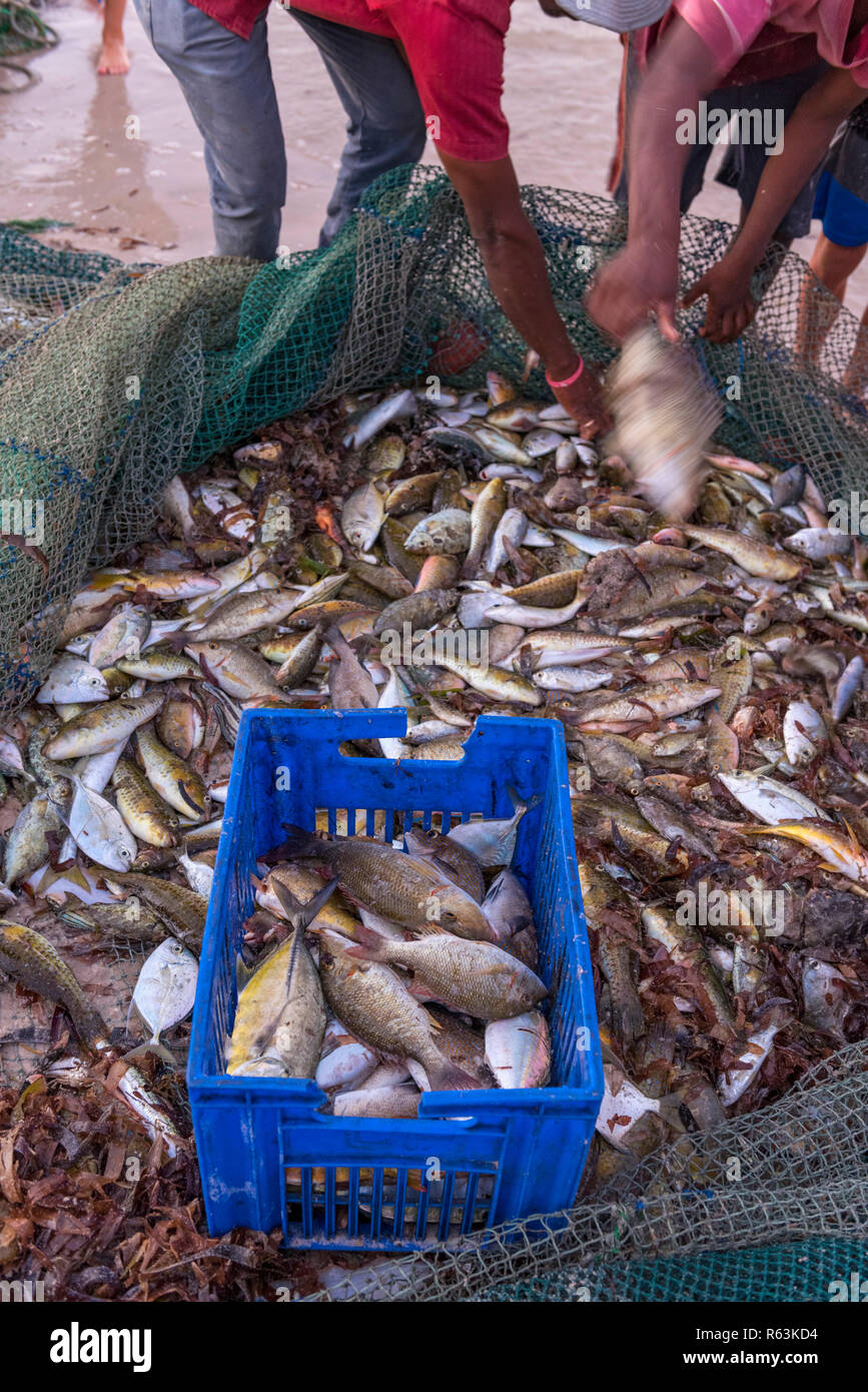 Les pêcheurs remonter la captures au filet dans Inhasurro, au Mozambique. Banque D'Images