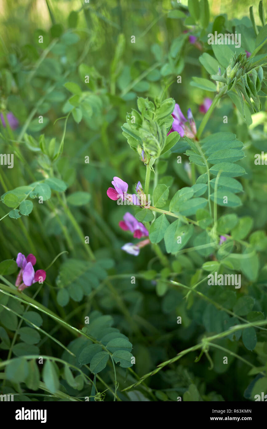 Vicia sativa Banque D'Images