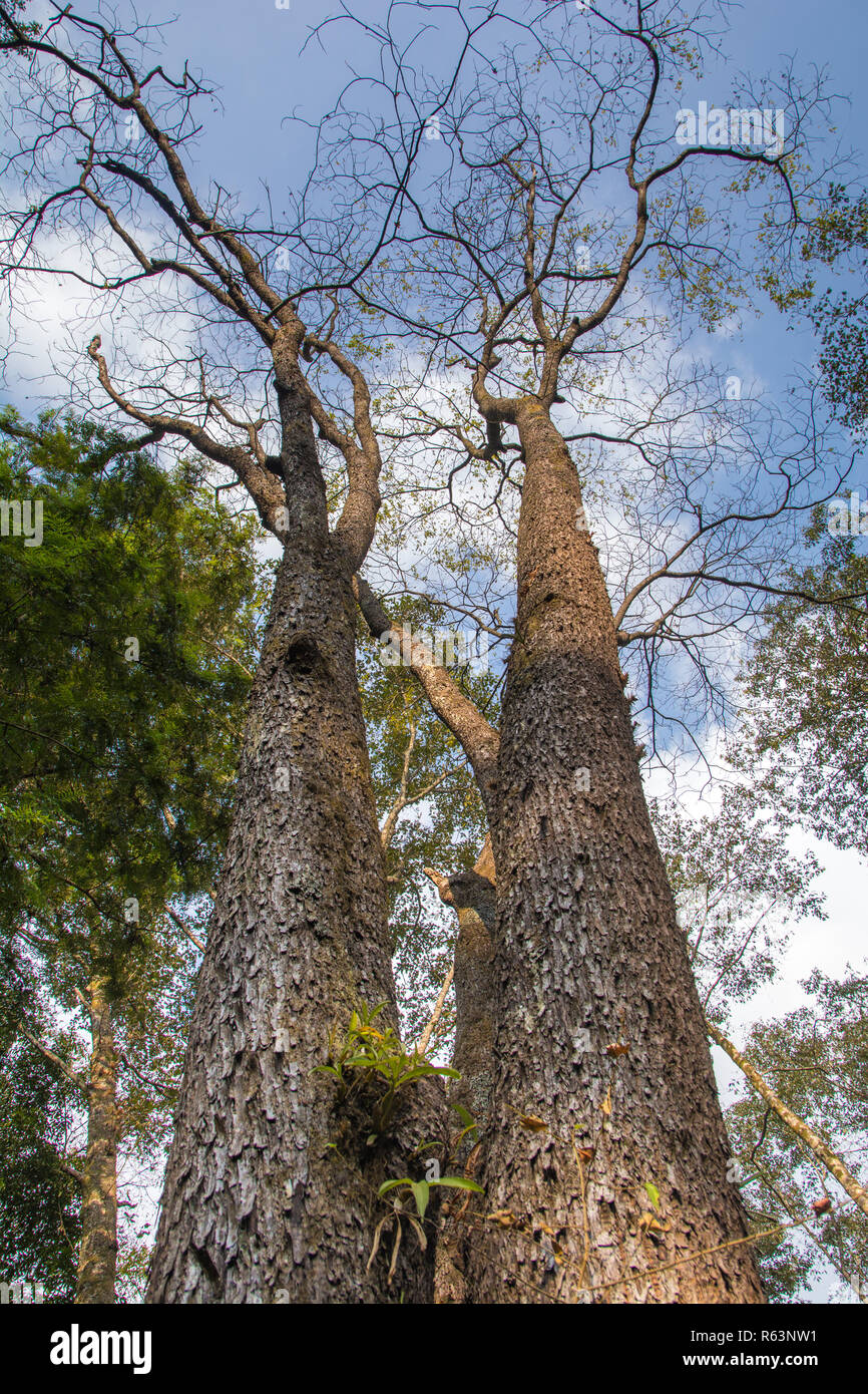 De grands arbres les yeux de forêt dense Banque D'Images