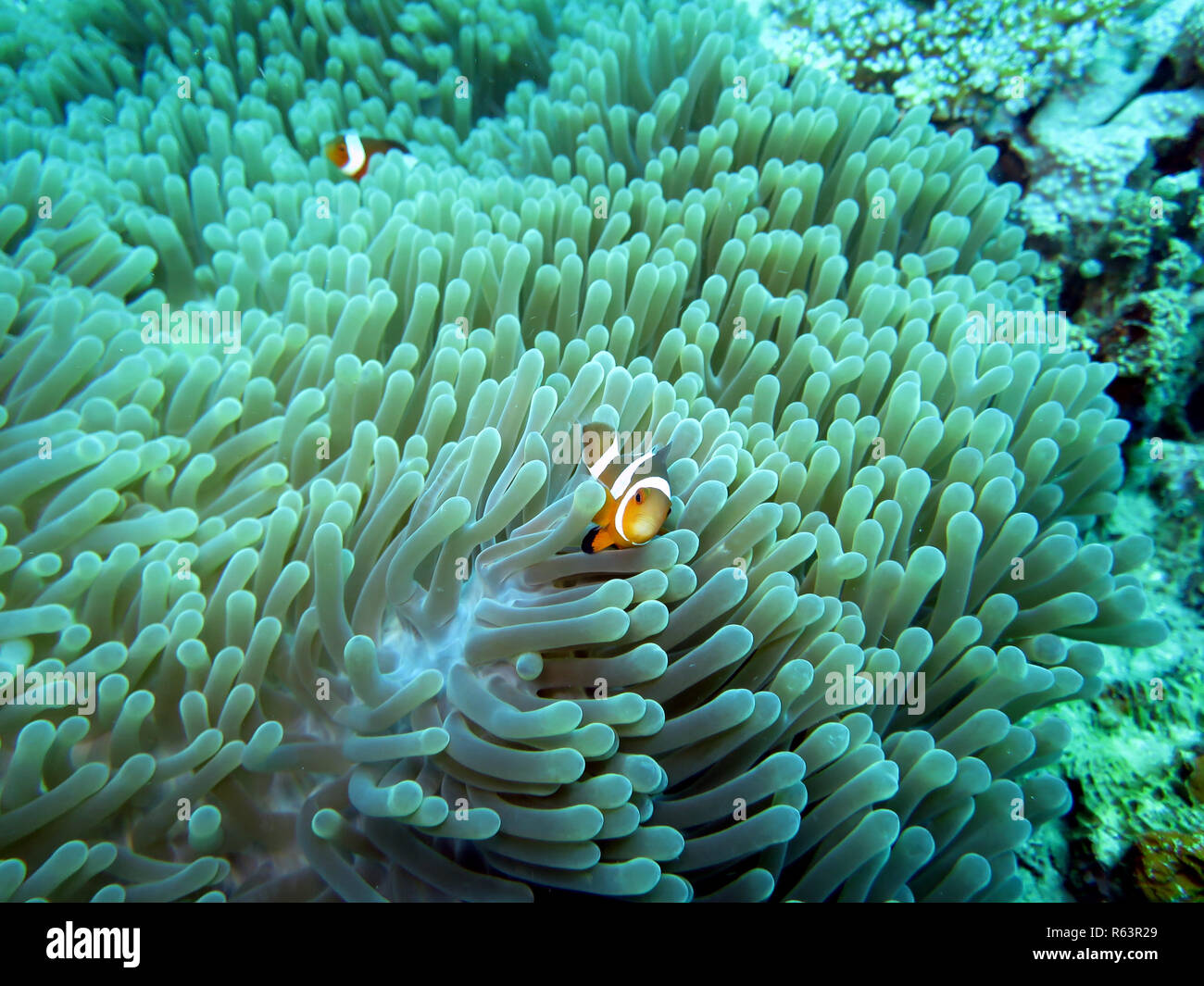 False clown - poisson clown (Amphiprion ocellaris) sur un magnifique ou l'Anémone Anémone heteractis magnifica (Maurice), pintuyan,panaon,l'île de Leyte aux Philippines,sud Banque D'Images