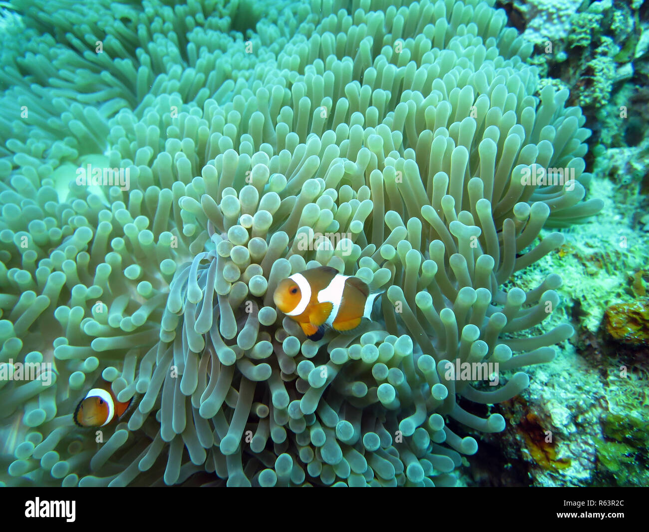 False clown - poisson clown (Amphiprion ocellaris) sur un magnifique ou l'Anémone Anémone heteractis magnifica (Maurice), pintuyan,panaon,l'île de Leyte aux Philippines,sud Banque D'Images