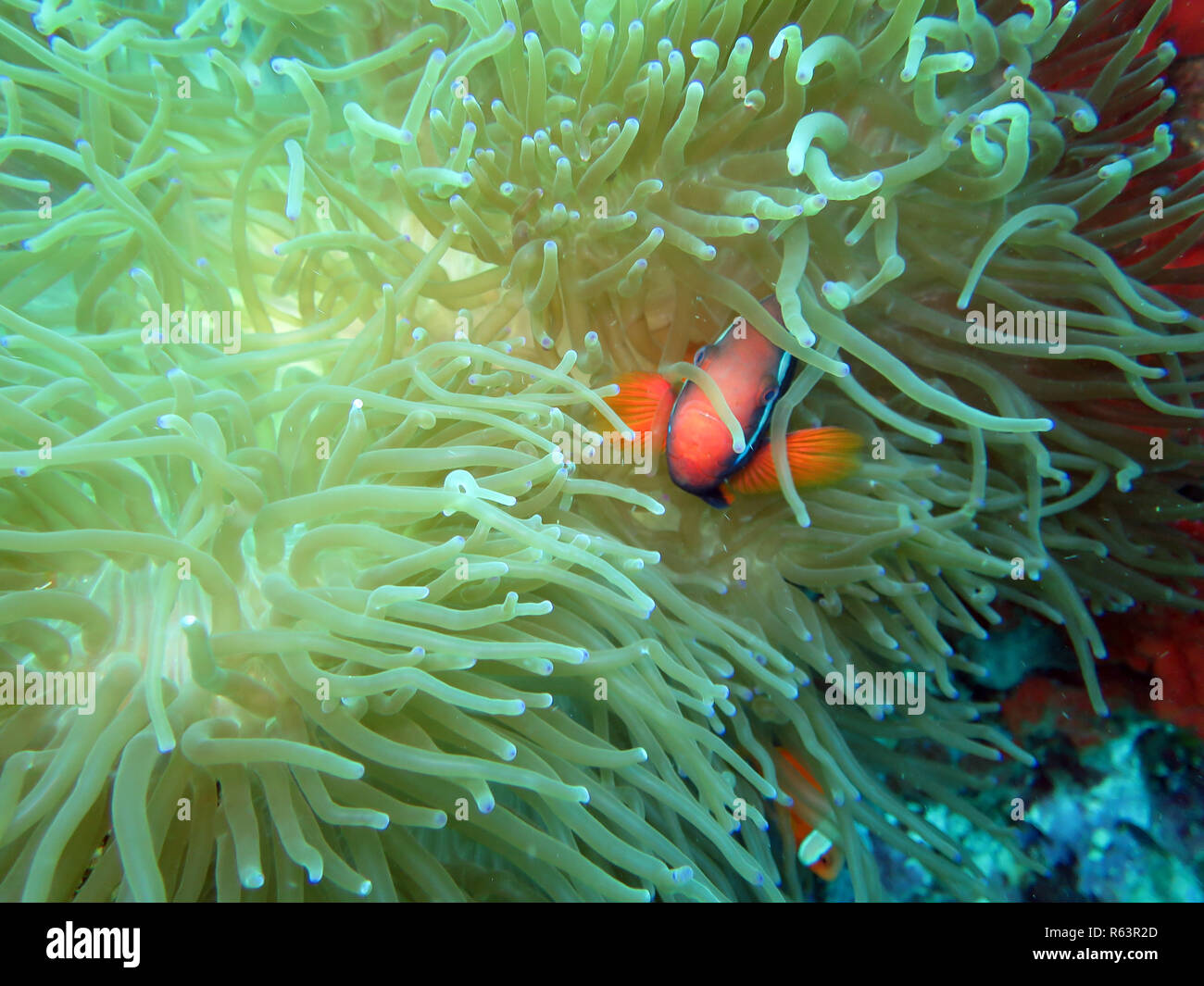 White-banded poisson clown (amphiprion frenatus) sur une anémone, pintuyan,panaon,l'île de Leyte aux Philippines,sud Banque D'Images
