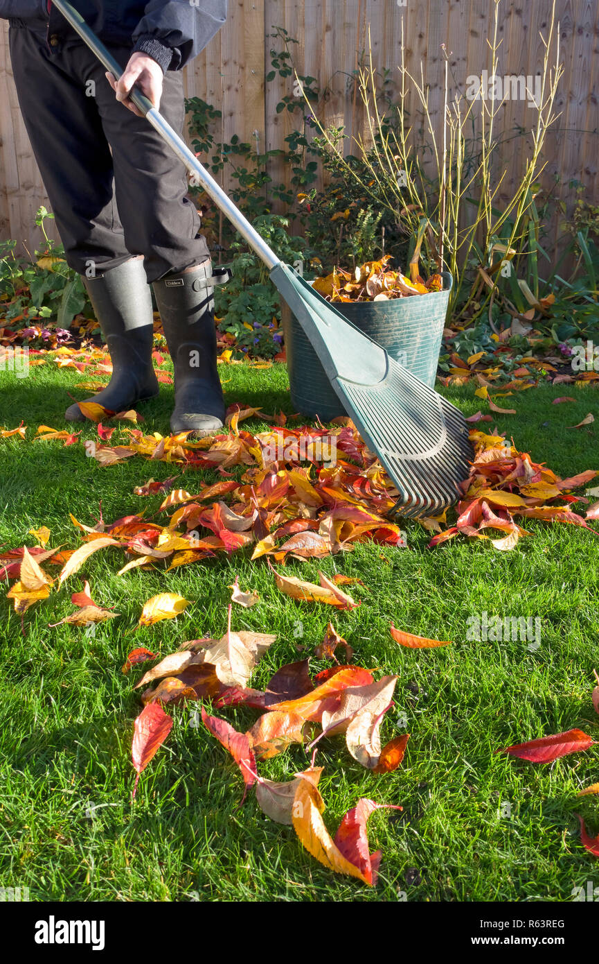 Homme jardinier personne collectant les feuilles tombées en automne Angleterre Royaume-Uni Grande-Bretagne Banque D'Images