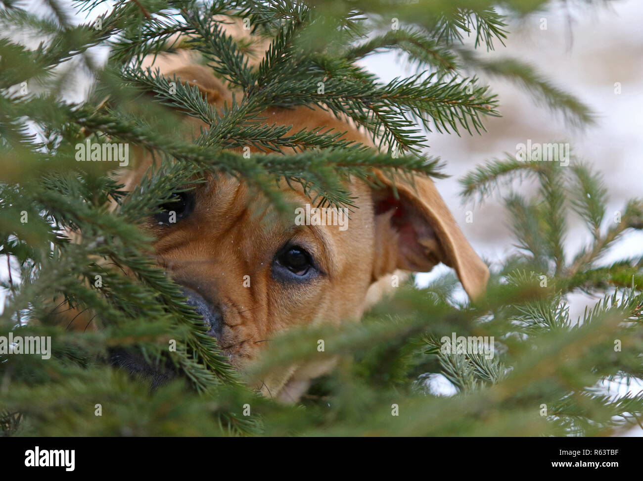 Close-up portrait of brown trois mois Ca de Bou) Dogue majorquin (chien chiot femelle Banque D'Images