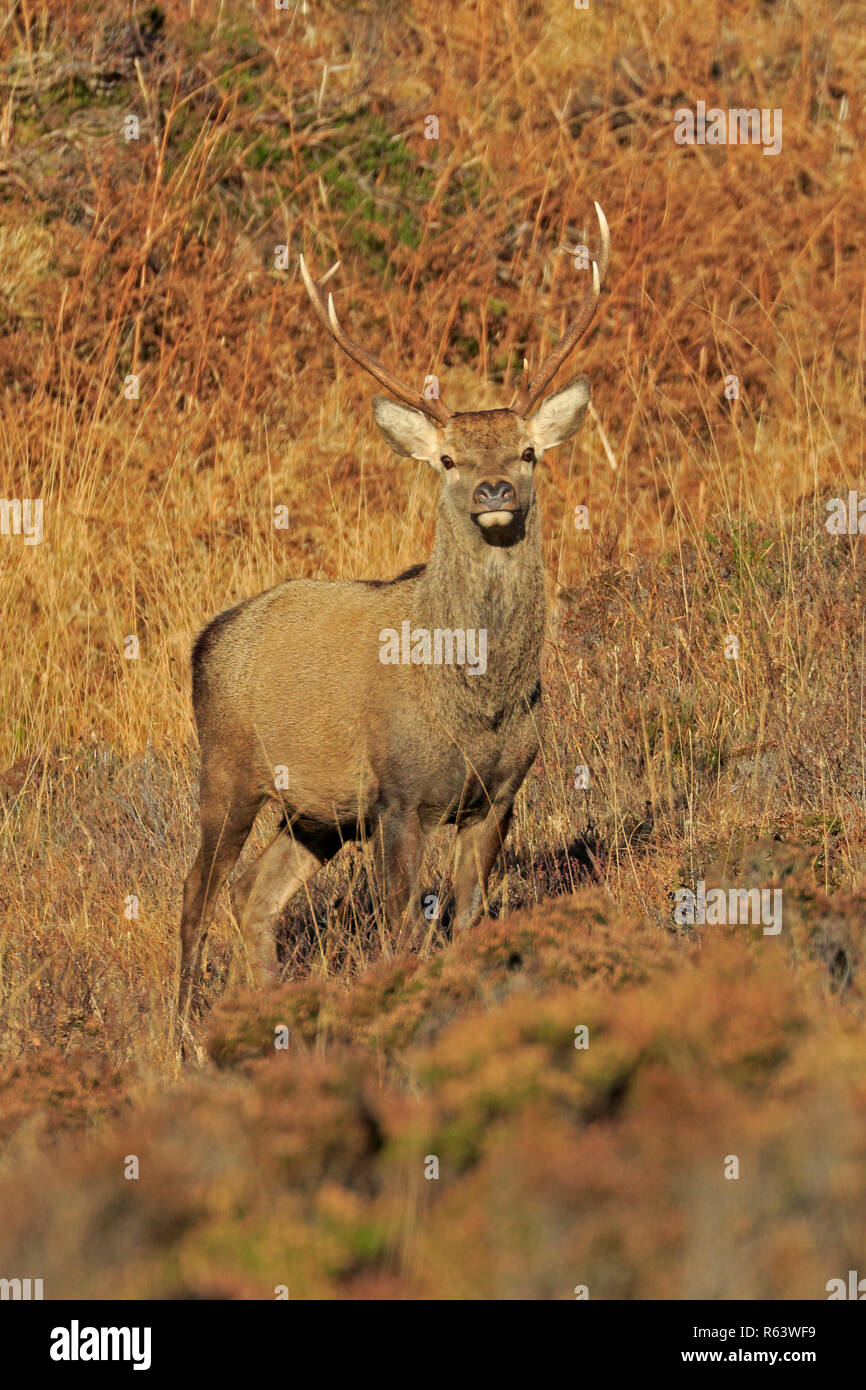 Red Deer Stag en l'Ecosse Montagnes Torridon Banque D'Images