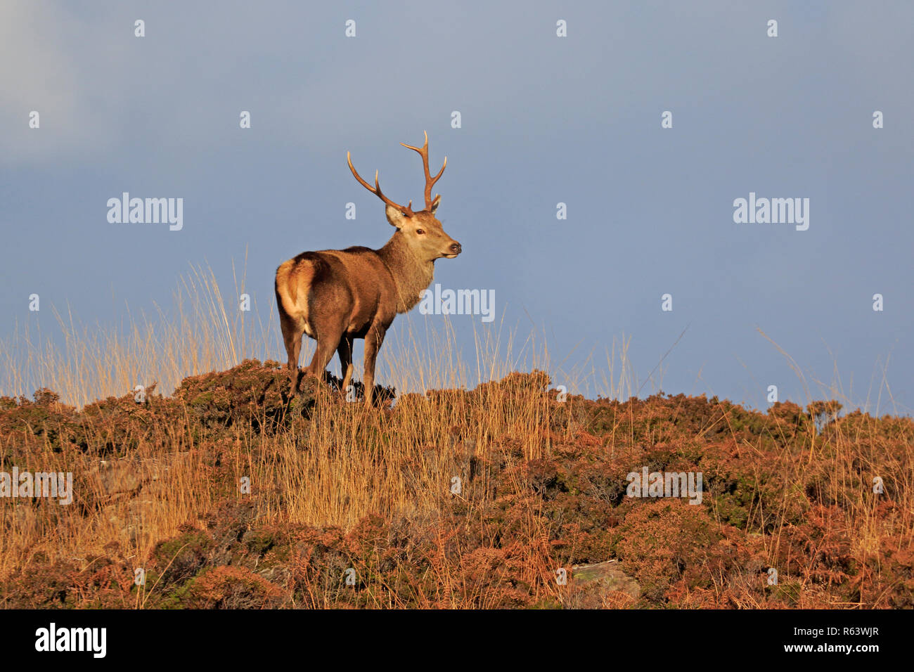 Red Deer Stag en l'Ecosse Montagnes Torridon Banque D'Images