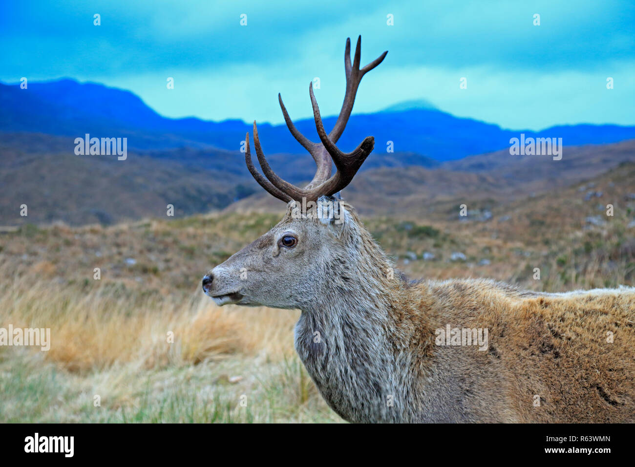 Red Deer Stag en l'Ecosse Montagnes Torridon Banque D'Images