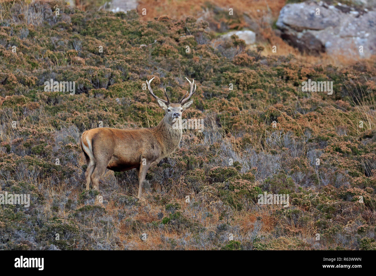 Red Deer Stag en l'Ecosse Montagnes Torridon Banque D'Images