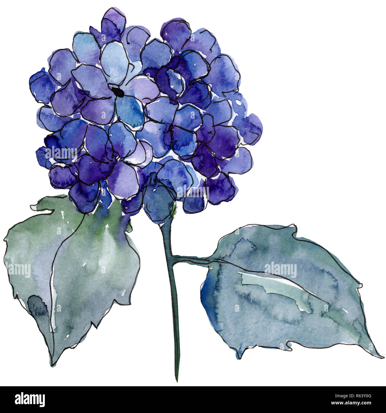 Hortensia bleu fleur avec des feuilles vertes. Hortensia isolés de l'élément d'illustration. Jeu de fond à l'aquarelle. Banque D'Images