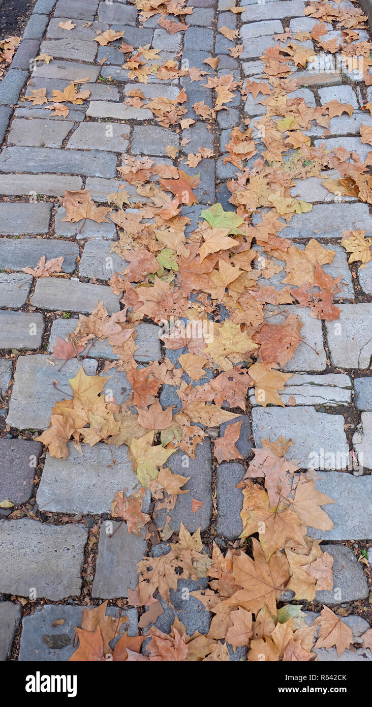 Secs colorés feuilles sycomore gris épars sur la chaussée de la rue à l'automne Banque D'Images