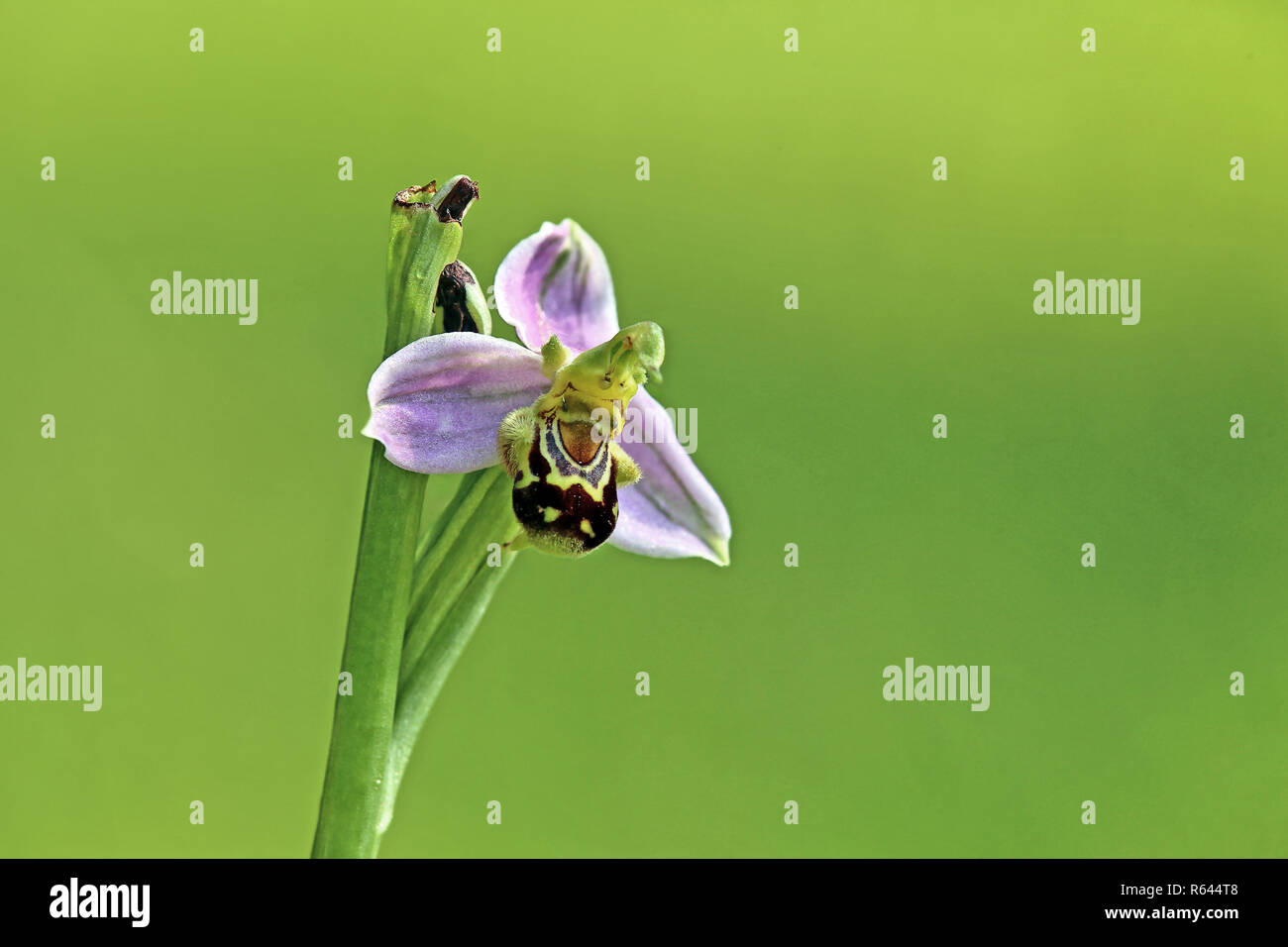 L'orchidée abeille Ophrys apifera Banque D'Images