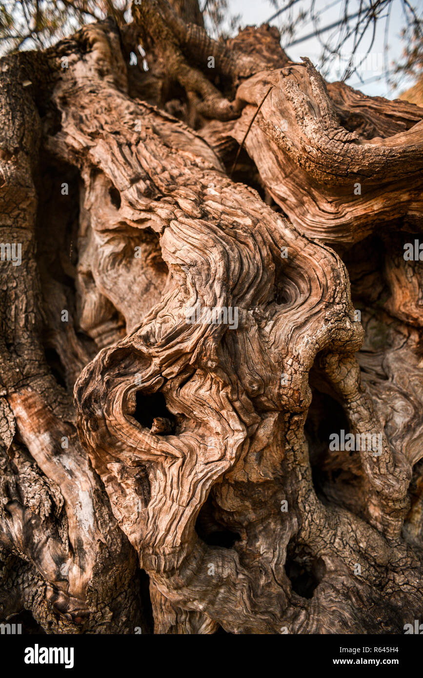 L'écorce de l'olivier. La texture de l'olivier. Banque D'Images