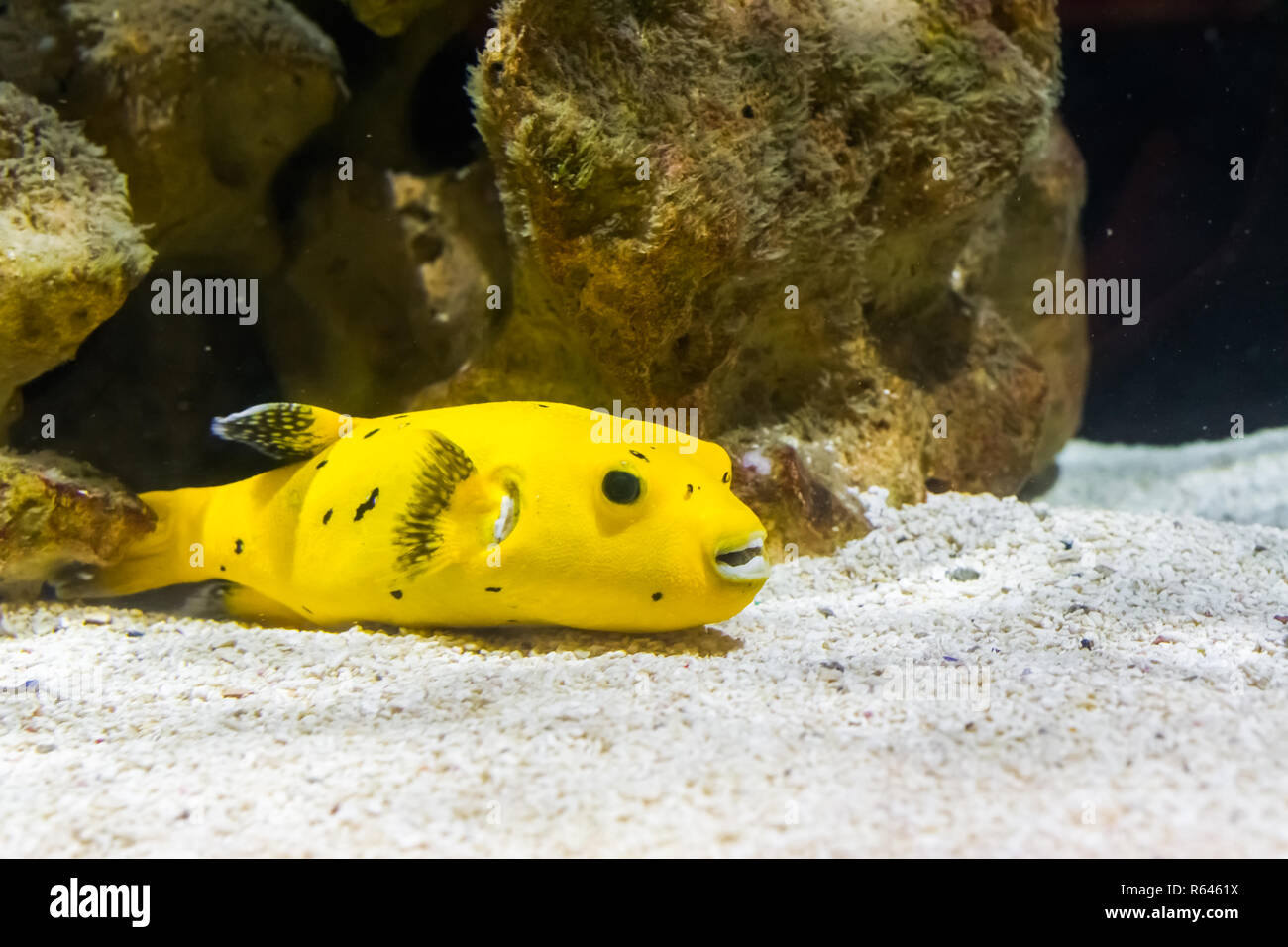 Pintade de nage des poissons-globes d'or sur le fond, un drôle et venimeuse poissons tropicaux de l'océan pacifique Banque D'Images