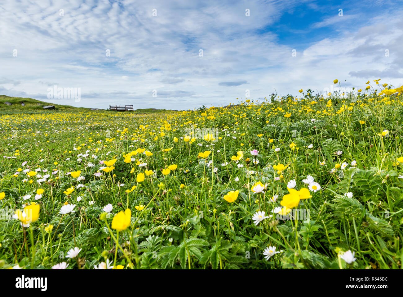 Beau wildflower meadow, près de Bosta Beach, Great Bernera, Isle Of Lewis, îles Hébrides, Ecosse, Royaume-Uni Banque D'Images