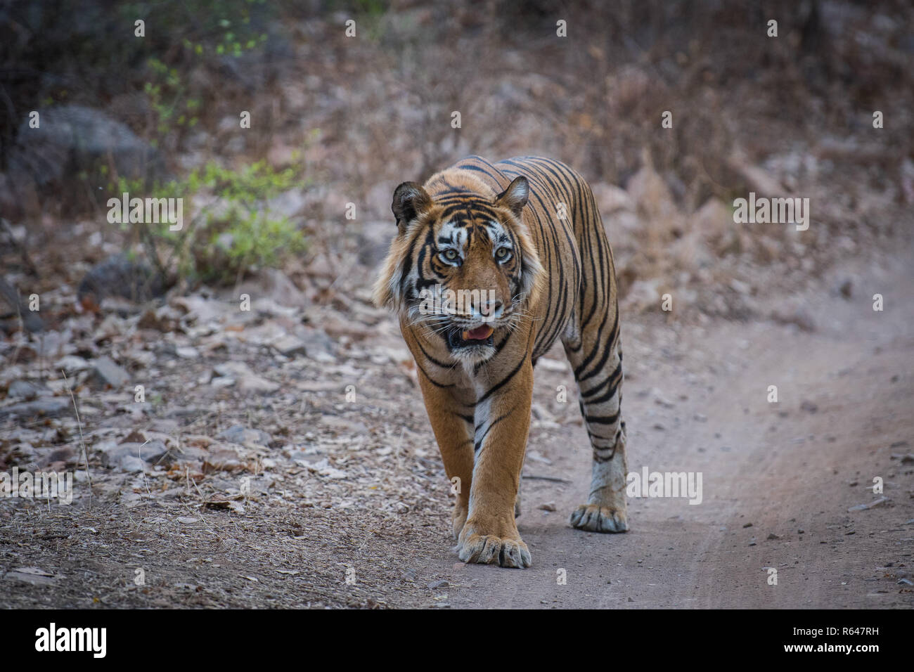 Un mâle dominant de la Réserve de tigres de Ranthambore tiger sur une promenade en soirée et de grognements pour ses oursons Banque D'Images