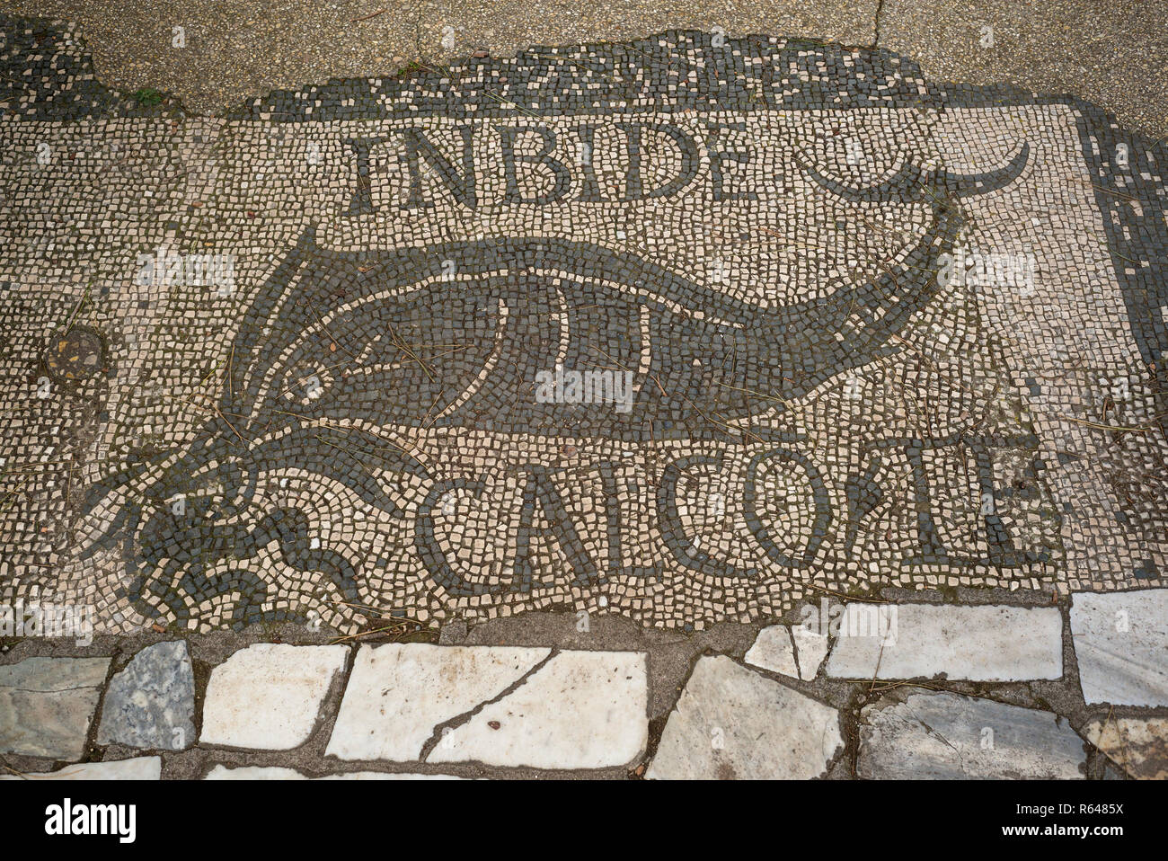 Rome. L'Italie. Ostia Antica. Mosaïque représentant un dauphin avec une pieuvre dans sa bouche et l'inscription "INBIDE CALCO TE" (un envieux, je ne marche pas sur vous) Banque D'Images