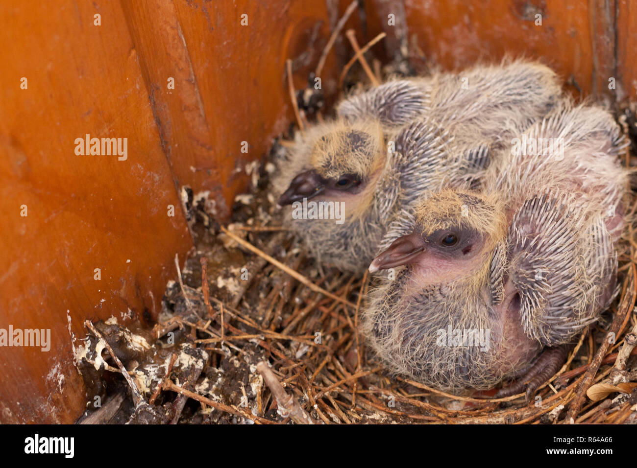 Deux poussins wild Dove oiseaux dans le nid Banque D'Images