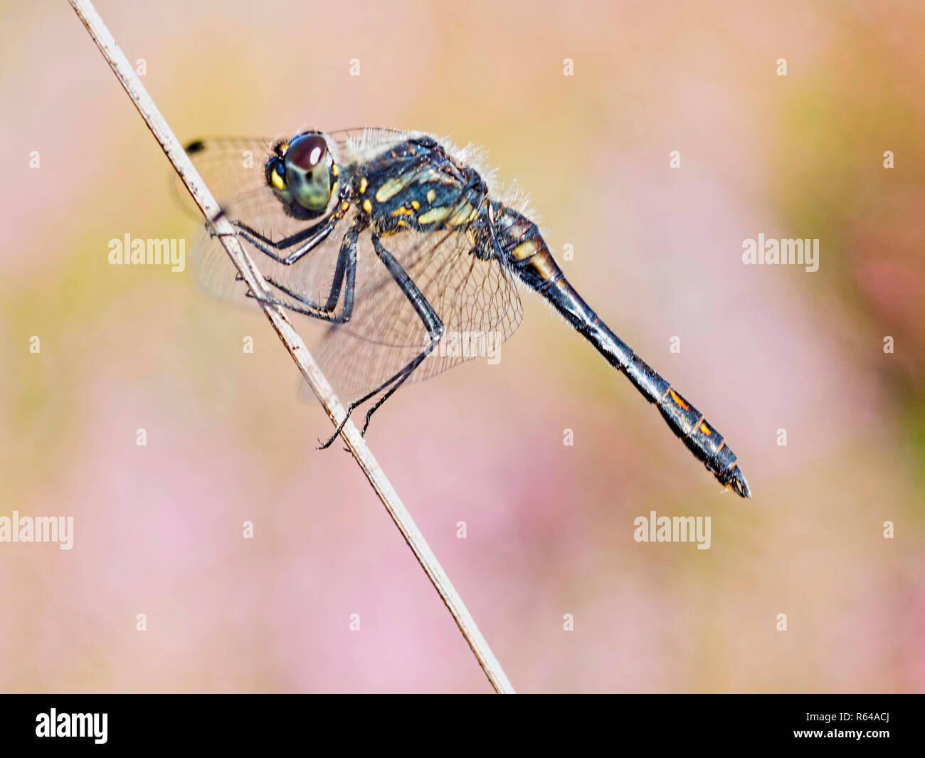 Le dard noir Banque D'Images