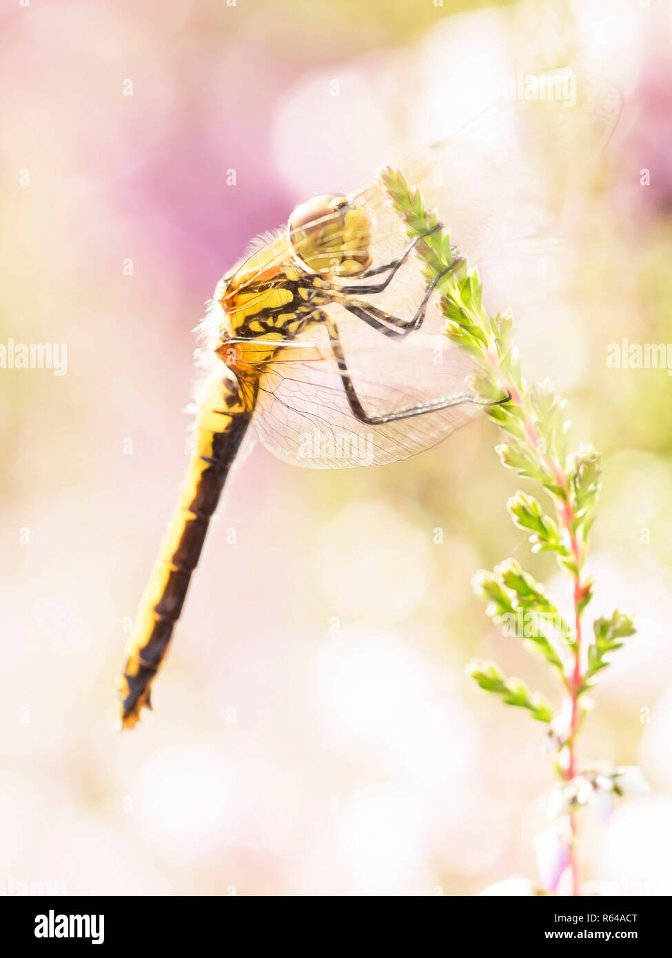 Dard noir brillant Banque D'Images