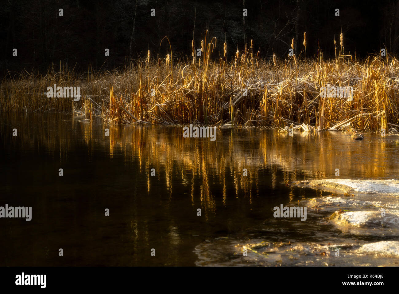 Frosty reed se reflète dans un lac et éclairées par la lumière dorée d'un lever de soleil. Une petite quantité d'un flou, rêveur, feel to it. L'horizontale. Banque D'Images