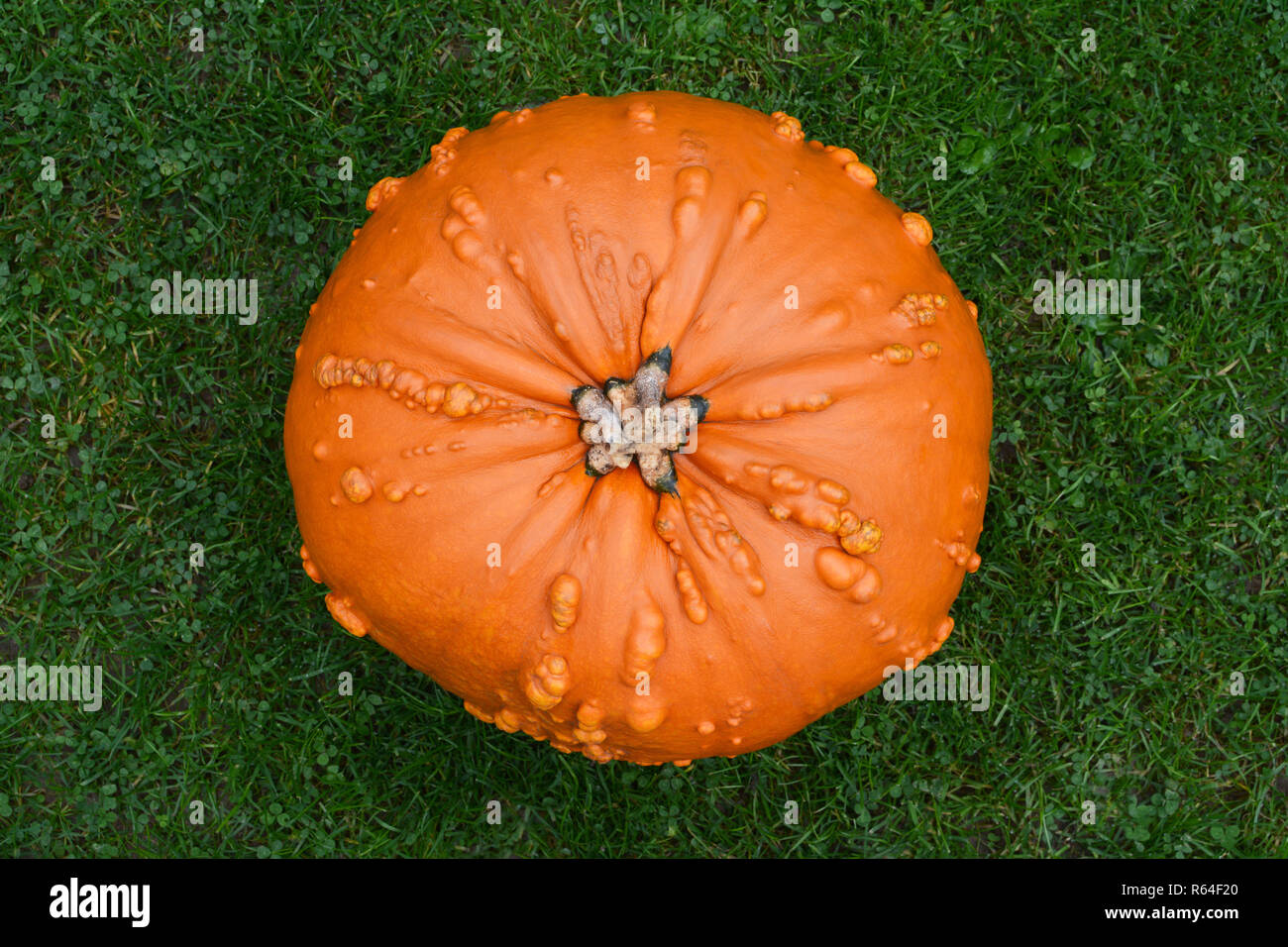 Grand, warty orange citrouille on Green grass Banque D'Images