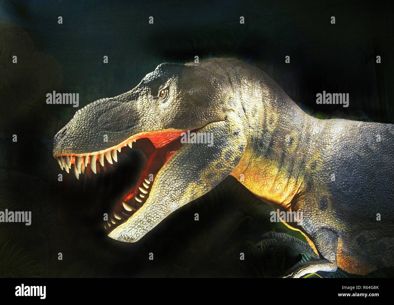 Tyrannosaurus rex eating triceratops Banque de photographies et d
