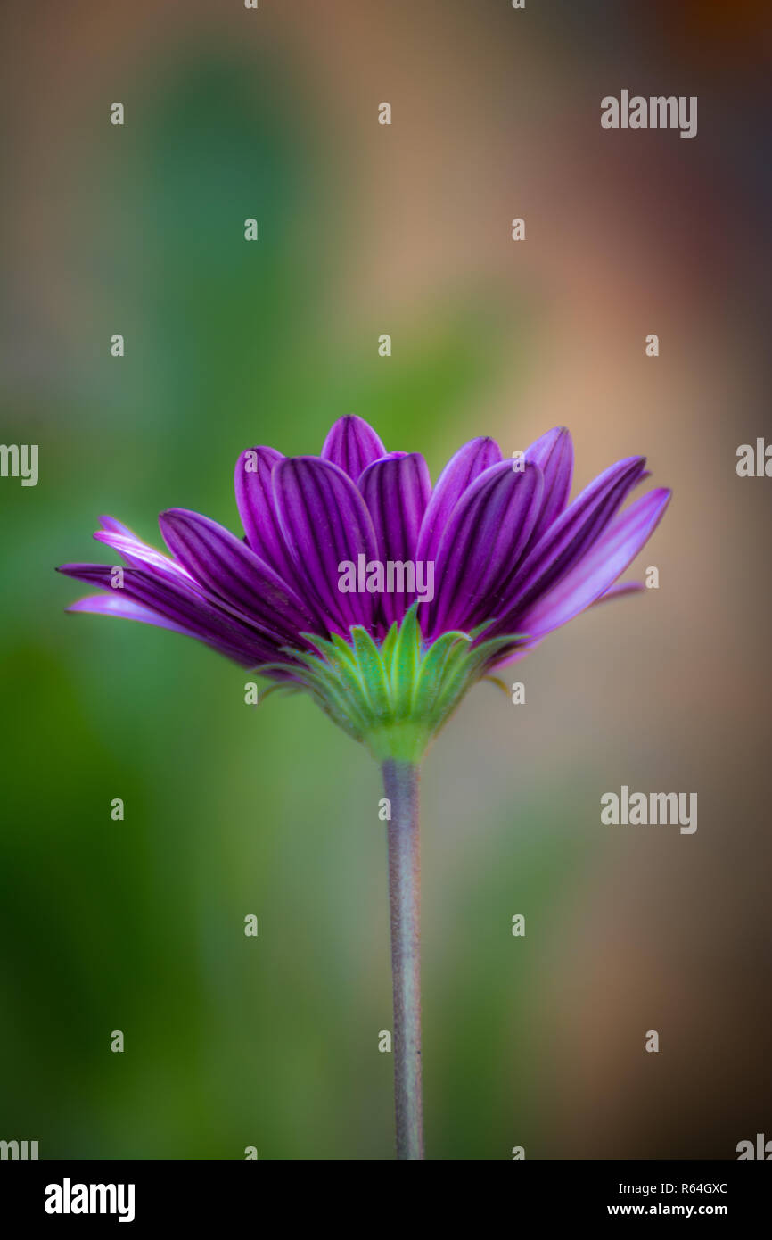 Un gerbera daisy violet sur un fond vert pure avec de l'espace pour le texte Banque D'Images