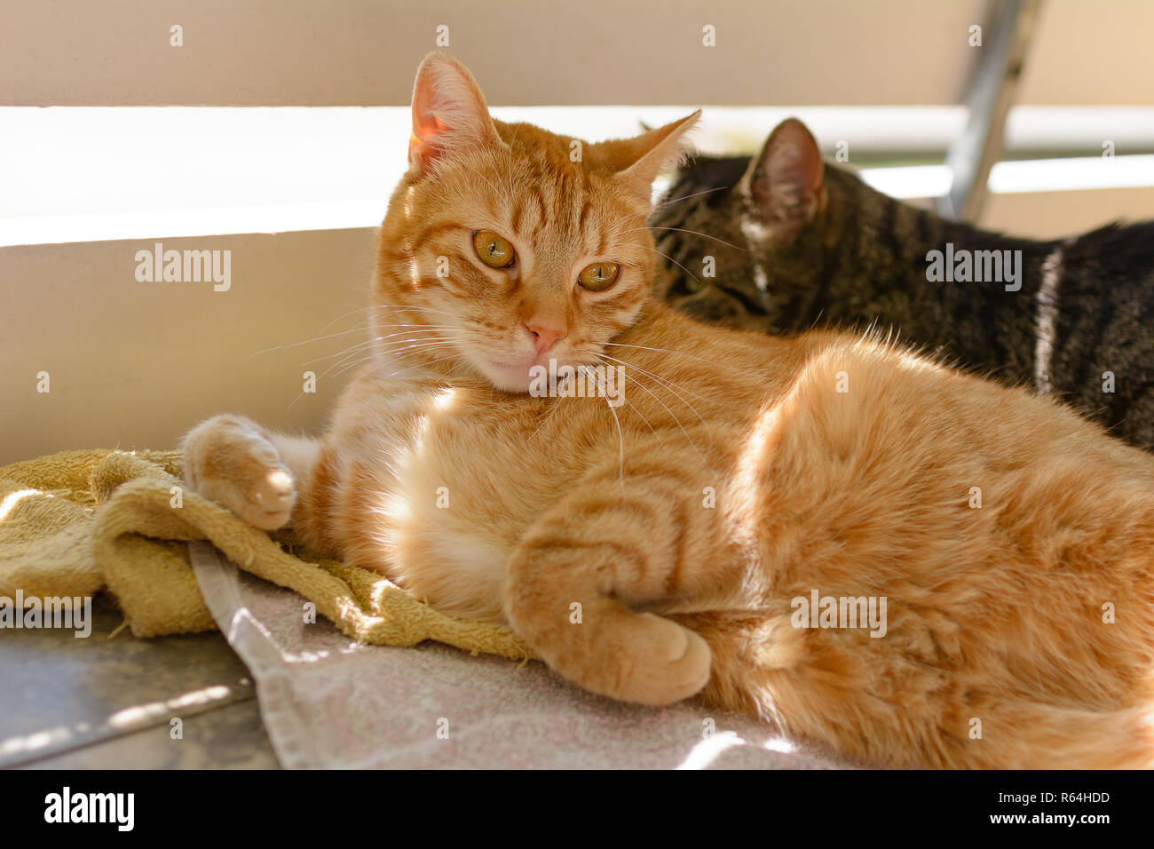 Deux chats profitez du soleil sur un balcon ensoleillé Banque D'Images