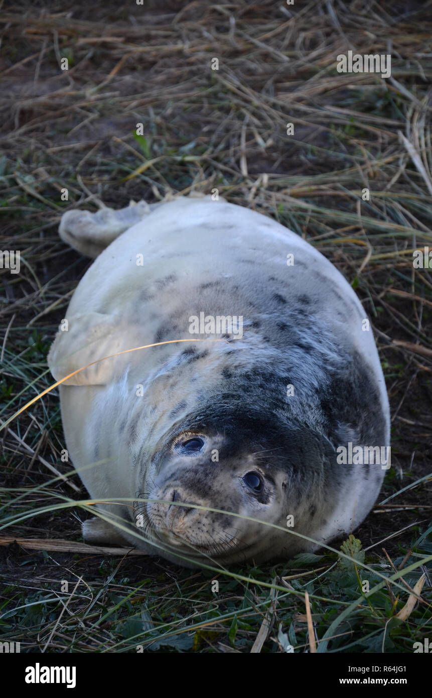 Bébé nouveau-né pup Joint Gris sur plage, Donna Nook, Lincolnshire, Angleterre, Royaume-Uni. Banque D'Images