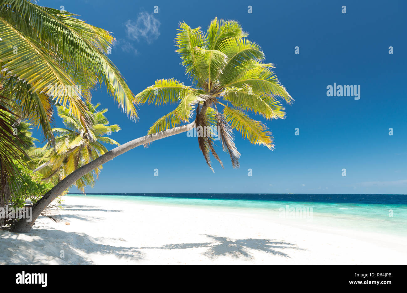 Plage de palmiers dans les maldives Banque D'Images