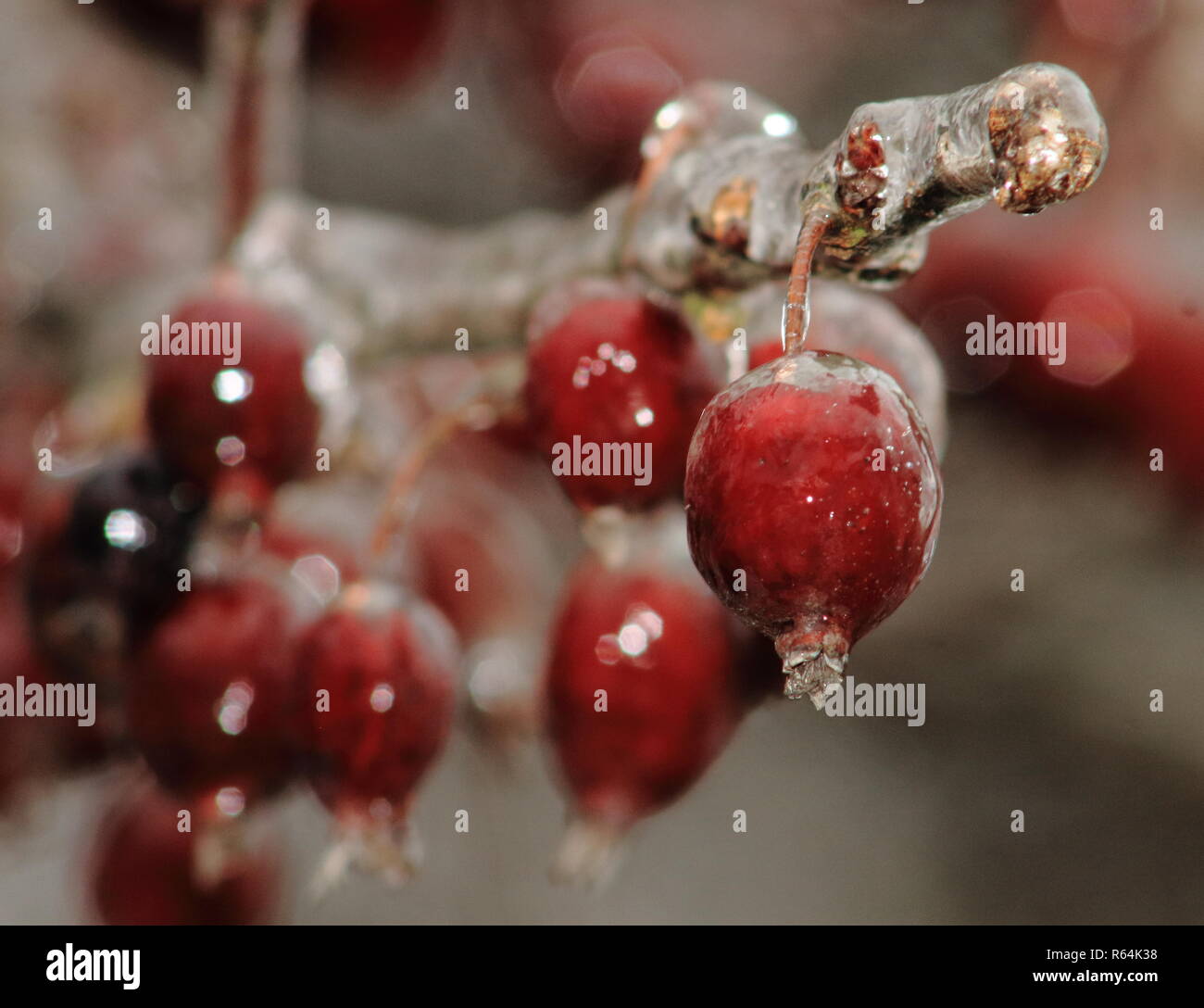 La glace d'un arbre sur une journée d'hiver. Je me souviens que c'était une neige lourde. Je suis sorti avec quelques amandes dans ma poche pour les écureuils, et les graines pour les oiseaux. Banque D'Images