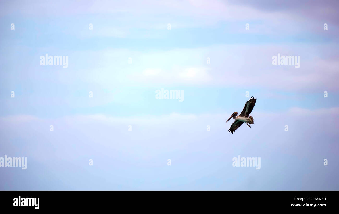 Un pélican brun juste après il décolle avec ses pieds pendant vers le bas et des ailes au-dessus de sa tête Banque D'Images